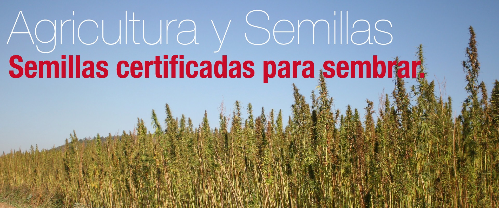 Agricultura y semillas del cáñamo.